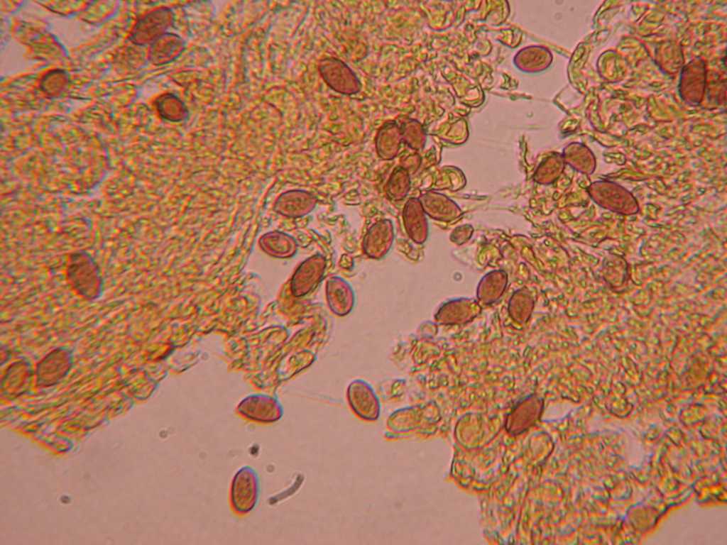 Nuovo QUIZ ... fungo misterioso !!!